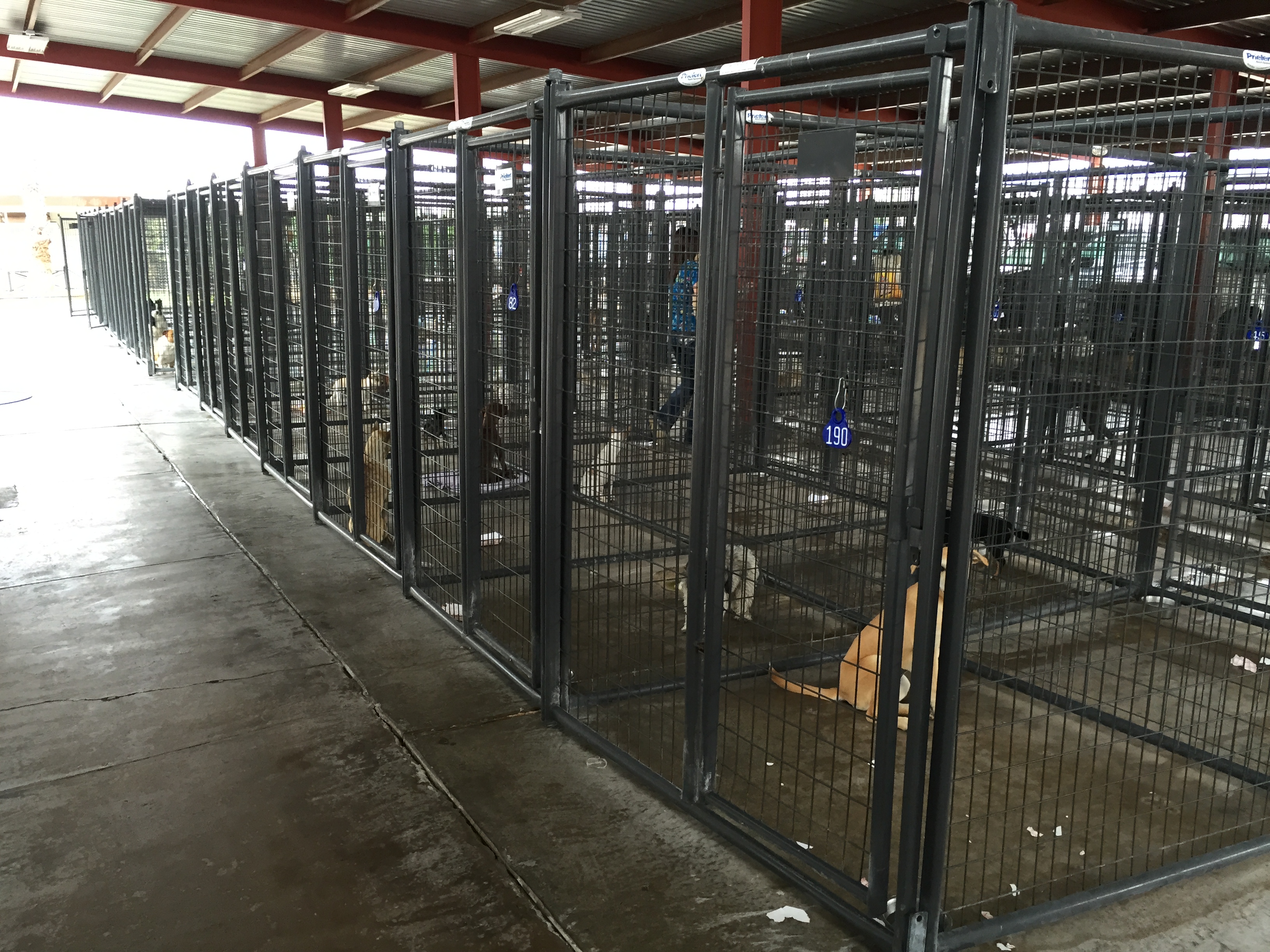 Kennels TallCItyVET 07.JPG